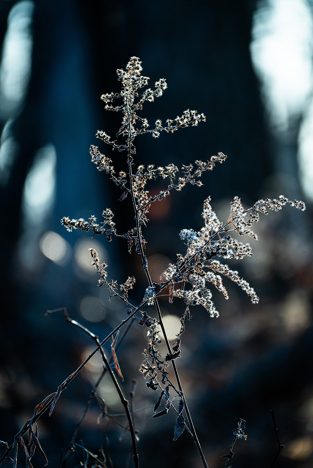2026-01-07 Morton Arboretum