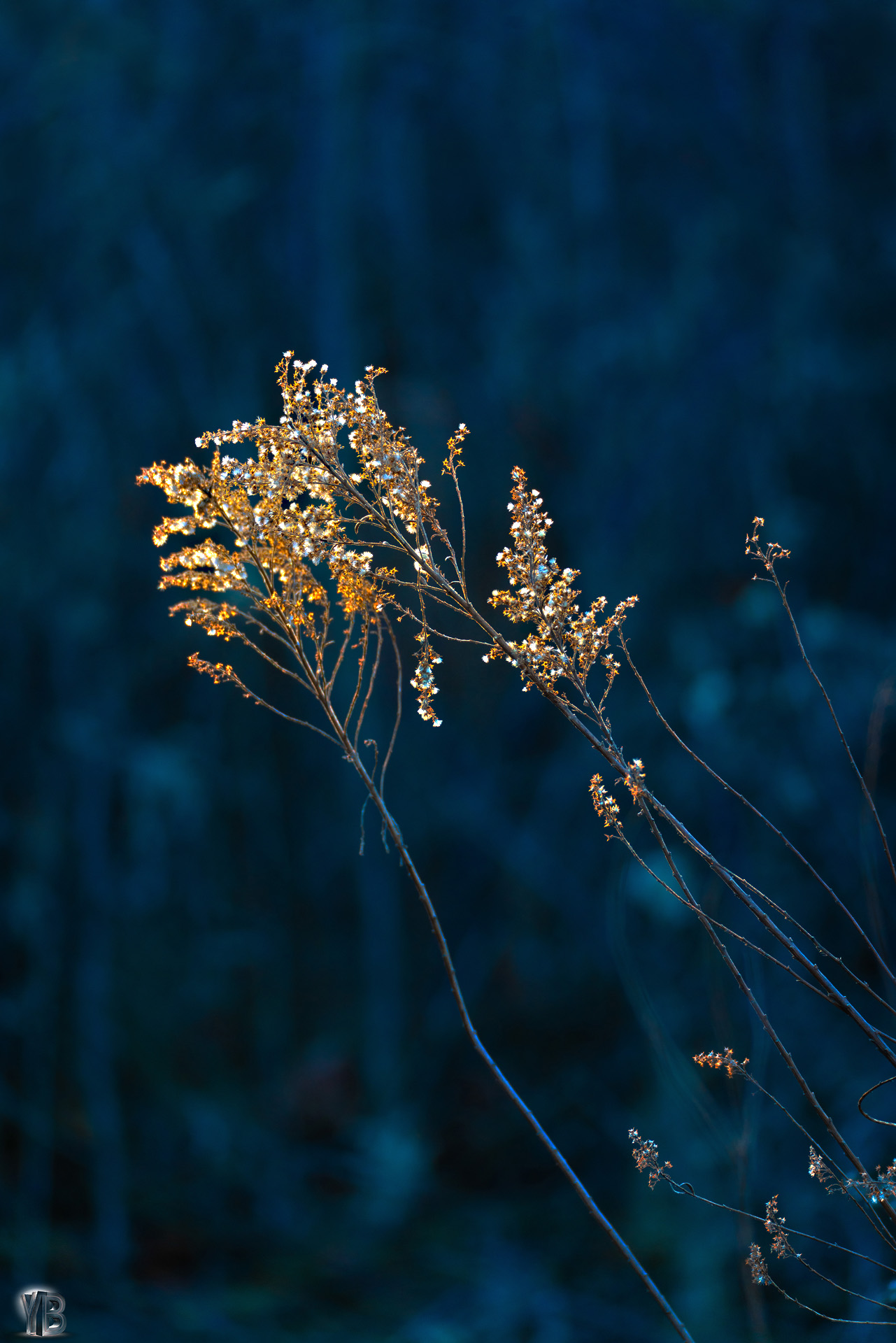 2026-01-07 Morton Arboretum