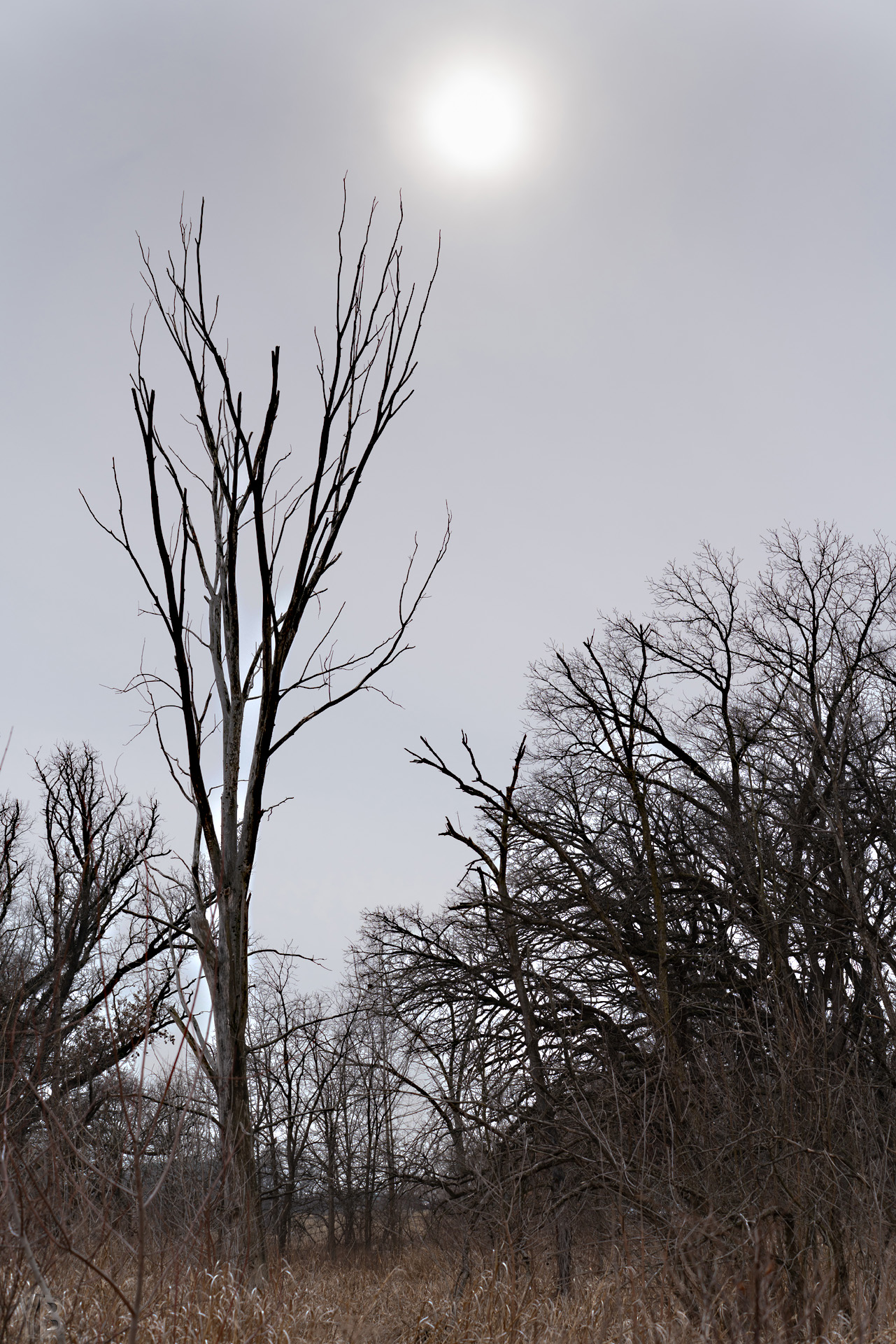 2026-02-14 Morton Arboretum